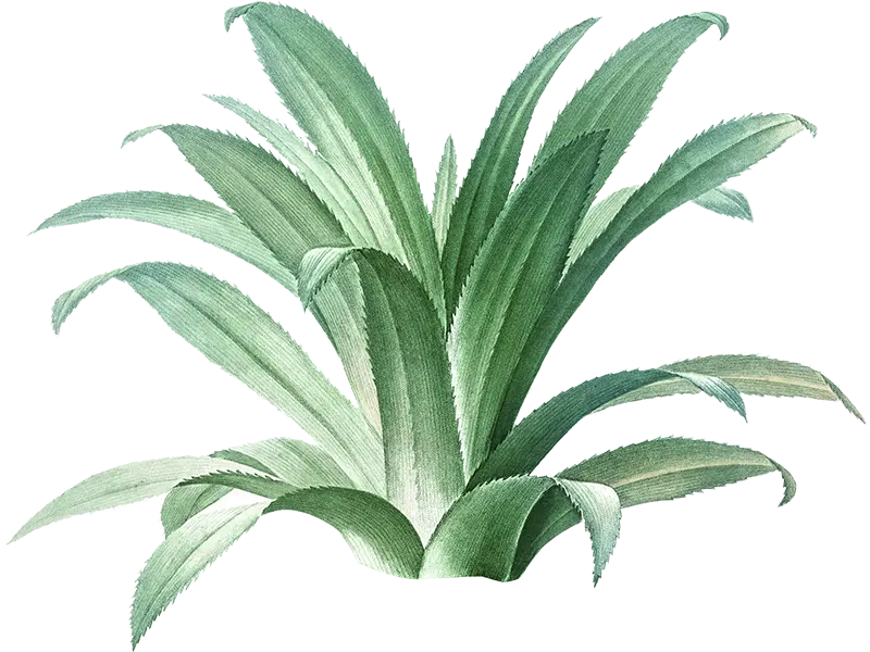 SALMIANA AGAVE
