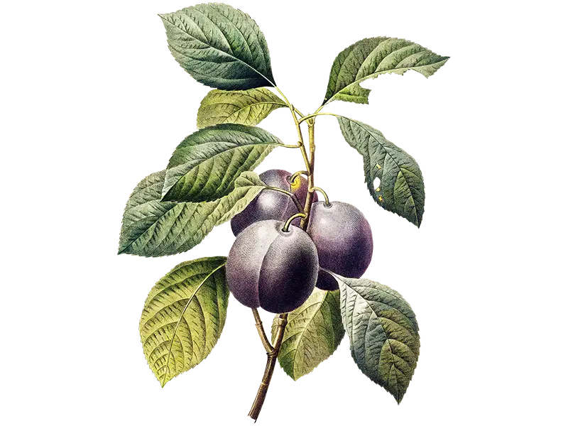 PLUM